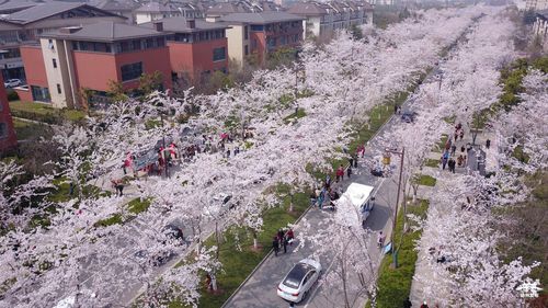 美爆了!空中俯瞰扬州樱花大道