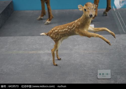 黄鹿