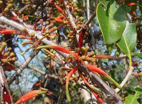 此物为桑寄生,生长环境随"爹"而走,是公认的啃老之物