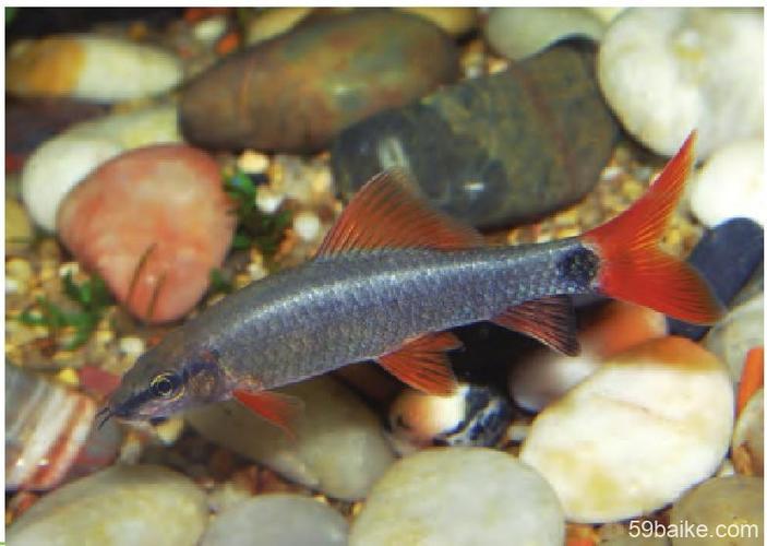 ⑧ 红尾黑鲨(红尾蓝鲨)