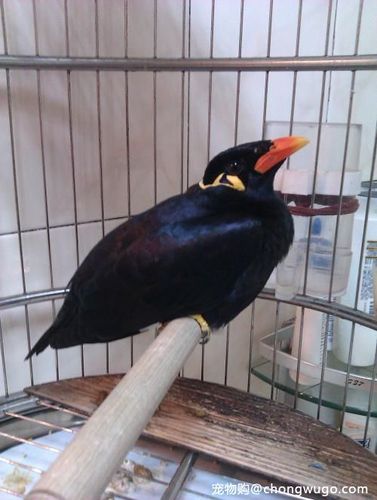 越南鹩哥和海南鹩哥的区别