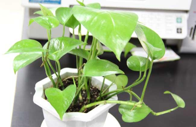 绿萝怎么施肥才好?