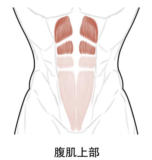 有型腹肌这三个动作最有效