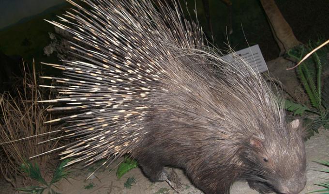 5m,体重120kg,头骨及下颌均为豪猪型,咬肌穿过大眶下孔,门齿和釉质层