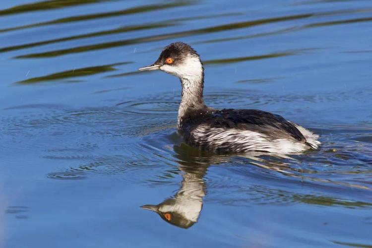 名从何来在没有亲眼观察之前,关于"䴙䴘"最令人印象深刻的除了"尖嘴的
