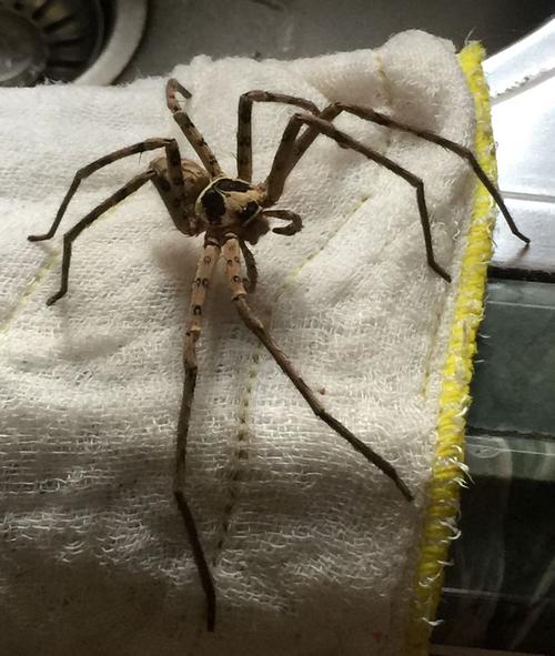 有知道这什么蜘蛛吗?有大人巴掌那么大好恐怖!有毒吗
