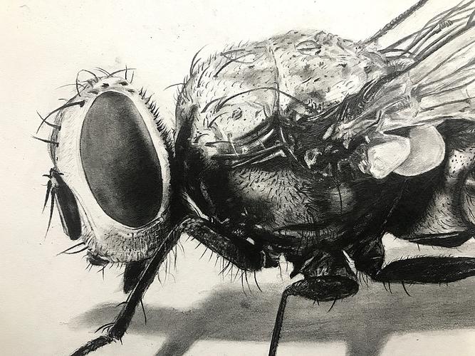 苍蝇精微素描
