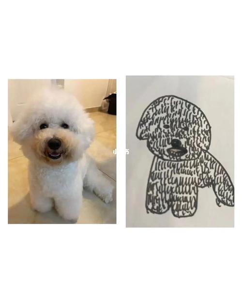 比熊手绘_比熊_手绘_狗狗_宠物_狗_晒狗