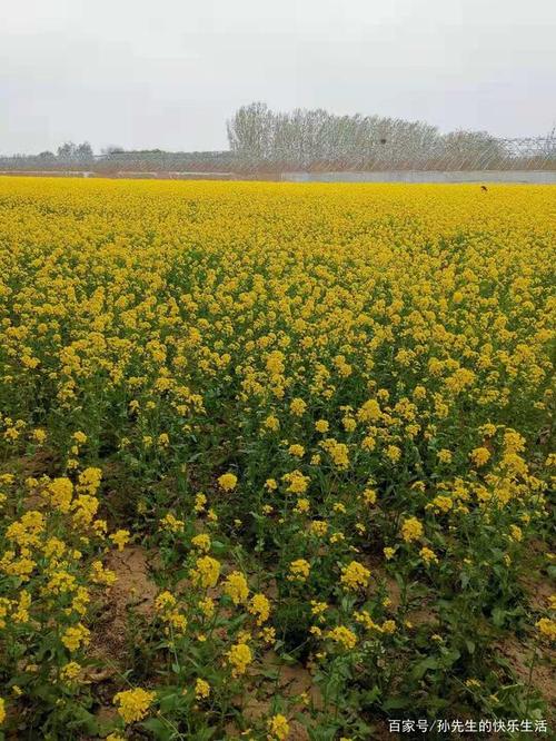4月中国最后一个人民公社,晋州周家庄万亩油菜花田