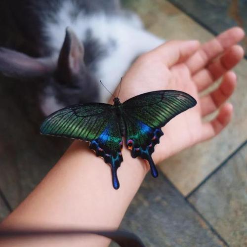 △青川老师养蝴蝶:绿带翠凤蝶