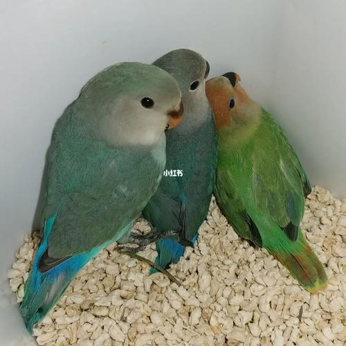 牡丹鹦鹉宝宝据说绿金顶很多人喜欢_鹦鹉_牡丹_牡丹鹦鹉_宠物_宠物