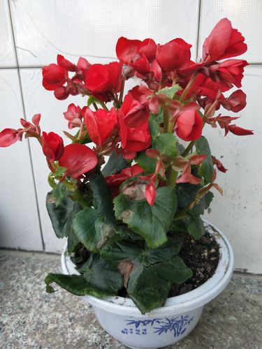 四季海棠:是秋海棠科,秋海棠属植物,花期3一一12月,花朵四季成簇开放.