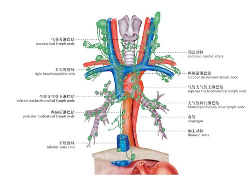 淋巴的位置和淋巴引流范围_人体系统解剖图谱