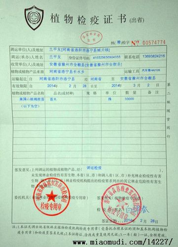 美国山核桃嫁接苗-检疫证