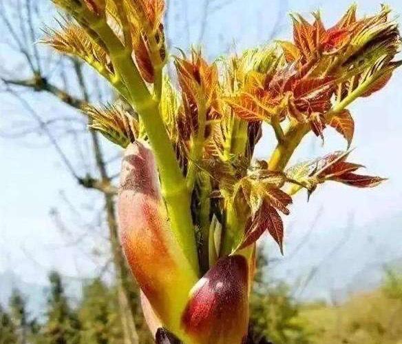 采摘山野菜-刺老芽