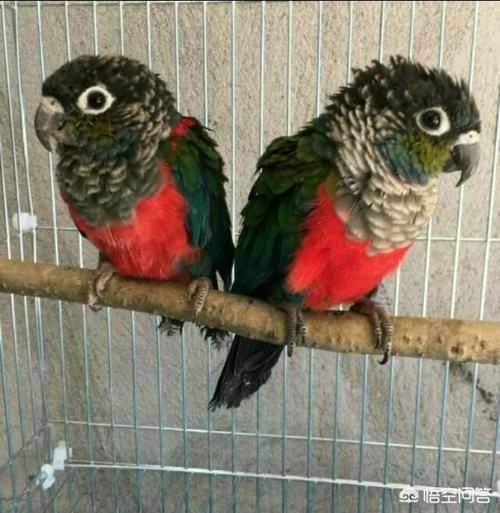 小太阳鹦鹉哪个品种好