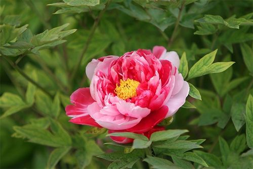 复色牡丹  图源:网络