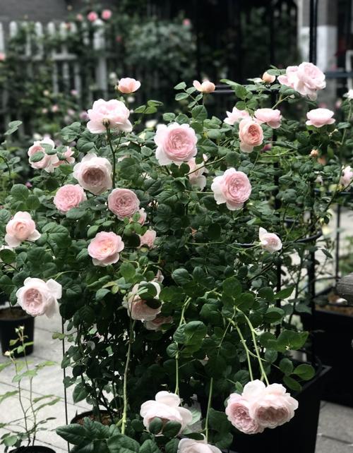 月季花界的女神瑞典女王又美又仙四季花开你值得拥有