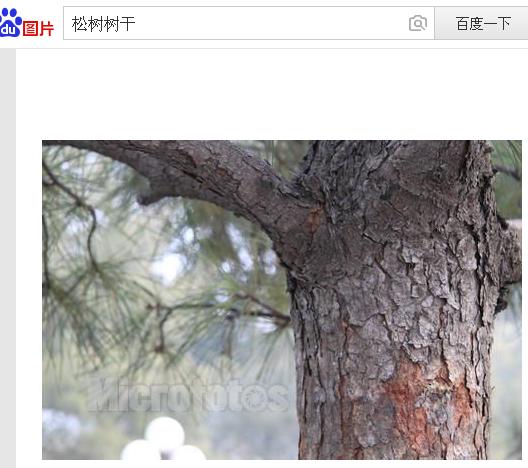 追问 我也真是醉了,,,这东西不是松树,后来我知道了,它叫老鸹眼子树