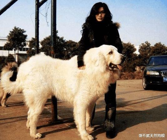 女孩子喜欢养大狗离不开这几个原因网友很真实