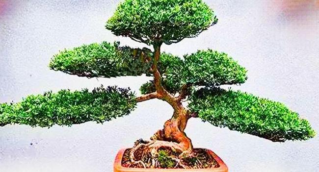 罗汉松盆景的取材造型与养护挺拔苍劲红色种托肉质圆柱形