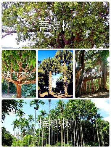 其它 多采西双版纳 写美篇 西双版纳的代表象征:"五树六花两种动物".