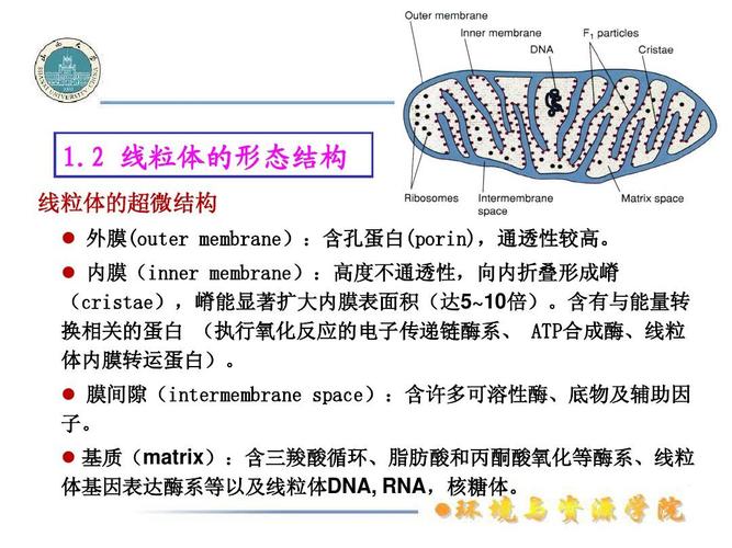 2 线粒体的形态结构 线粒体的超微结构   外膜(outer membrane):含