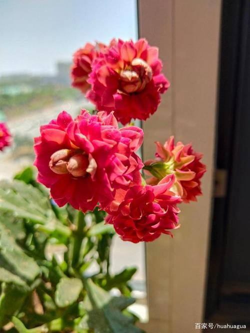 夏天的美丽长寿花