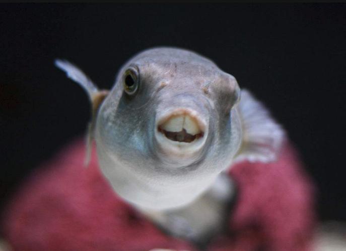 河豚的牙齿竟能不断生长!一直以来,我们都搞错了它的名字!