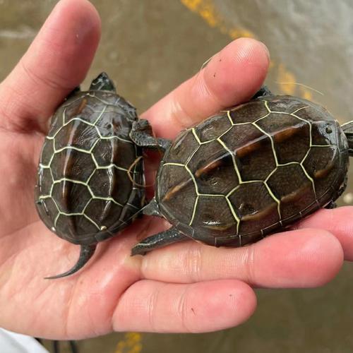 金线冷水苏北草大草龟小宠宠物长寿龟易养过冬龟