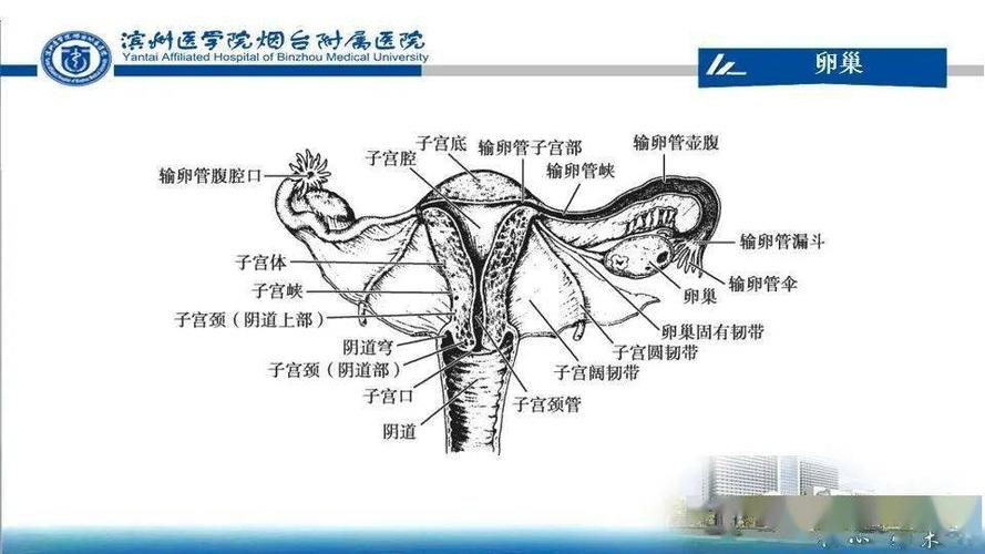 女性生殖系统解剖与妇科超声检查