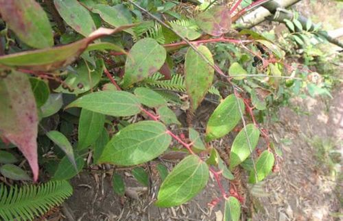 透骨香别称透骨草,满山香,滇白珠等,为杜鹃花科白珠树属植物滇白珠的
