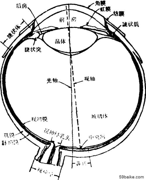 眼睛的构造 - 百科