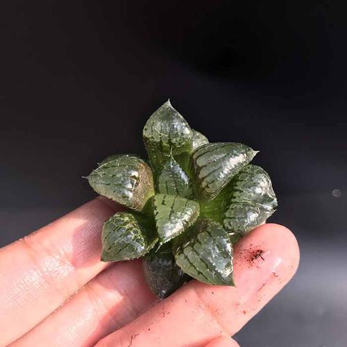 多肉植物十二卷属阿寒湖寿室内防辐射绿植肉肉花卉 啊