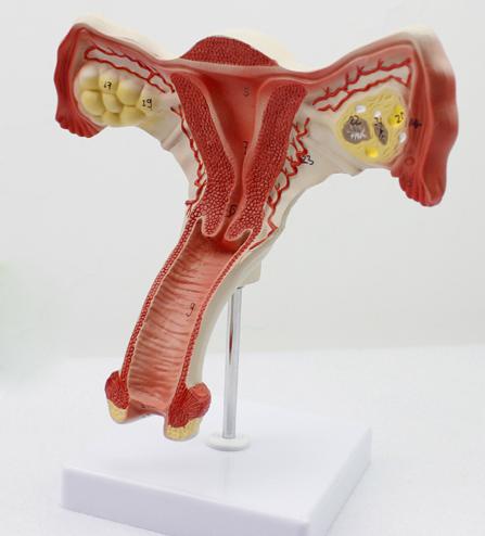 女性内生殖器官解剖模型 女性子宫结构模型 卵巢 生殖妇科教学