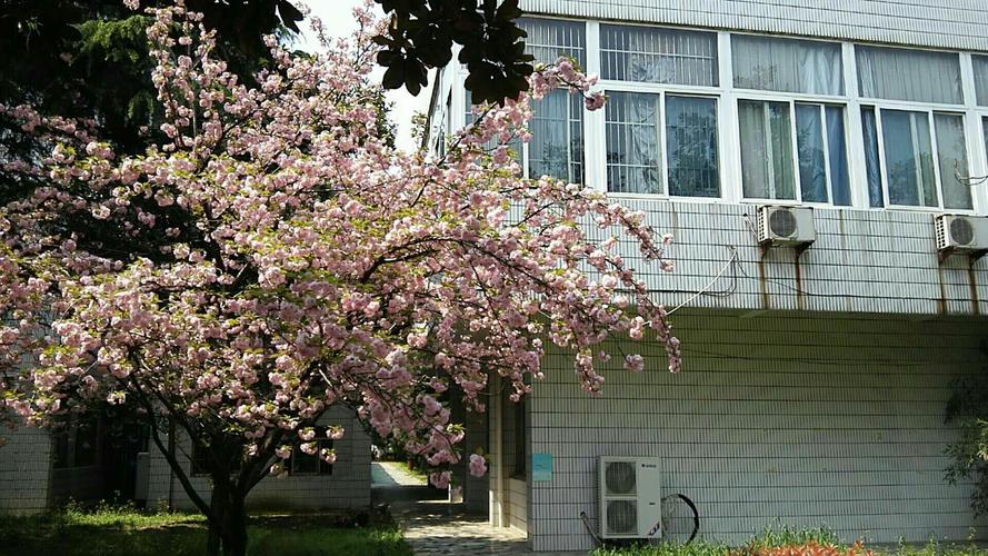 南京审计大学莫愁校区____如果你没在这学习与工作过你就不知道这有