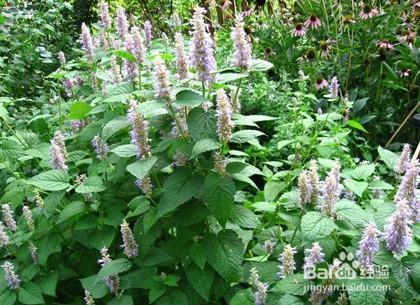 教你认识身边常见的草类植物