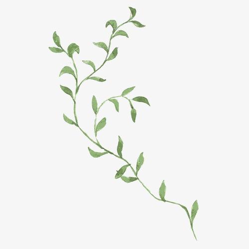 手绘 藤蔓 绿色 绿叶