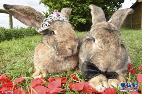 世界最大兔子大流士结婚啦 戴定制胡萝卜"钻戒"好浪漫