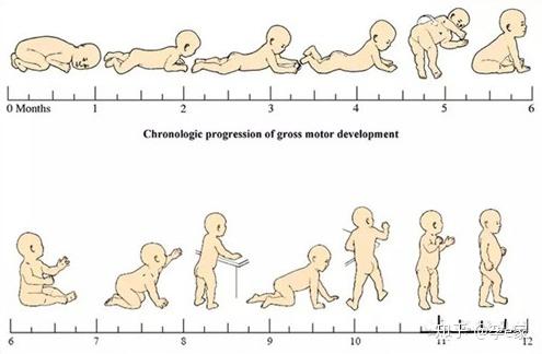 其中, 对于0-1岁的宝宝来说,最主要就是趴,抬头,坐,爬,站这5项.