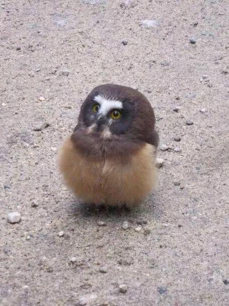 搞笑图片:融化了!所以世界上是真的有液态动物的啊