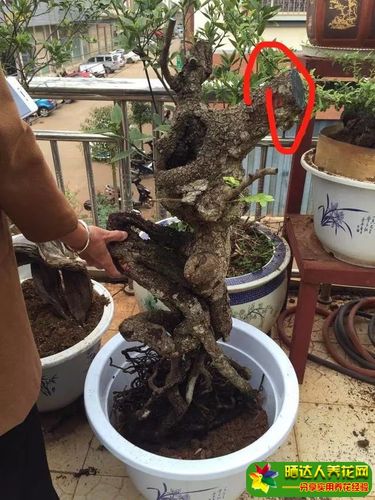 盆景设计i 清香木造型实例分析,天然的舍利孔洞是一大