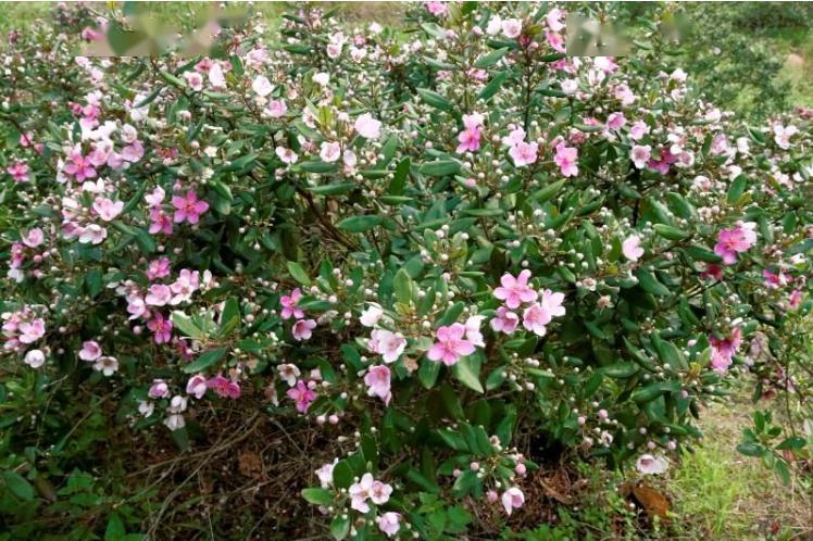 浦北山上的稔子花开了童年的回忆