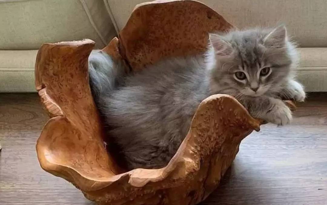 如果可以你愿意克隆自己的猫吗?