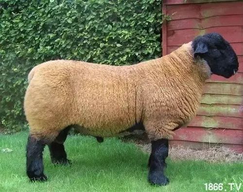 世界上最好的羊看看都在哪