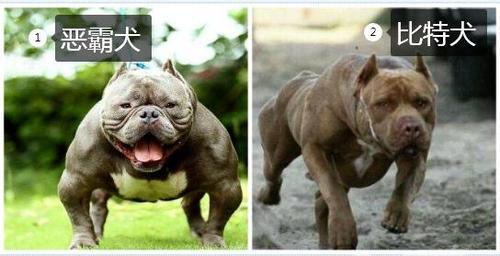 恶霸犬和比特犬的区别?