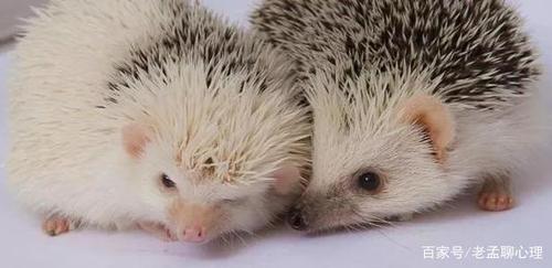 有趣的心理学规律——刺猬法则