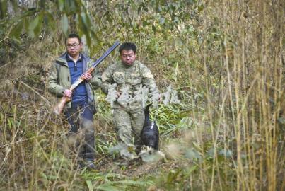 四川私企老板钟情狩猎 交10万年费打野猪(图)