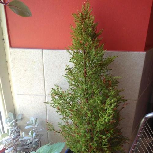 盆栽香松叶子容易发黄枯萎,其实就是没满足这5个条件