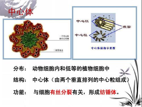 ppt课件  中心体 分布: 动物细胞内和低等的植物细胞中 结构: 中心体